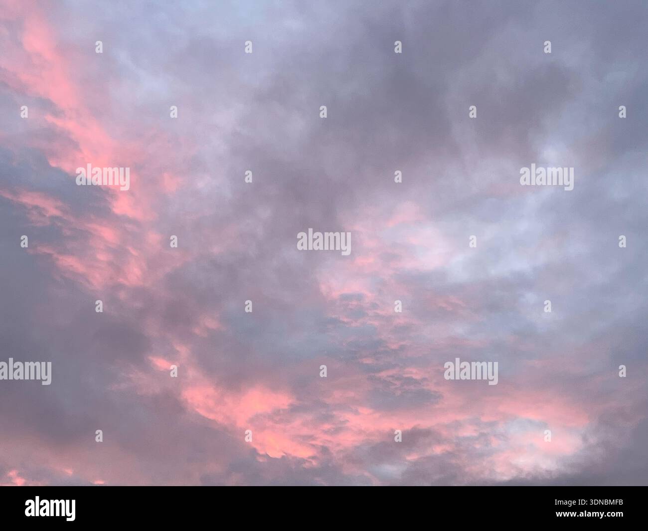 clouds display rose, pink, and lavender shades as the sun rises - Smartphone Captured Stock Image