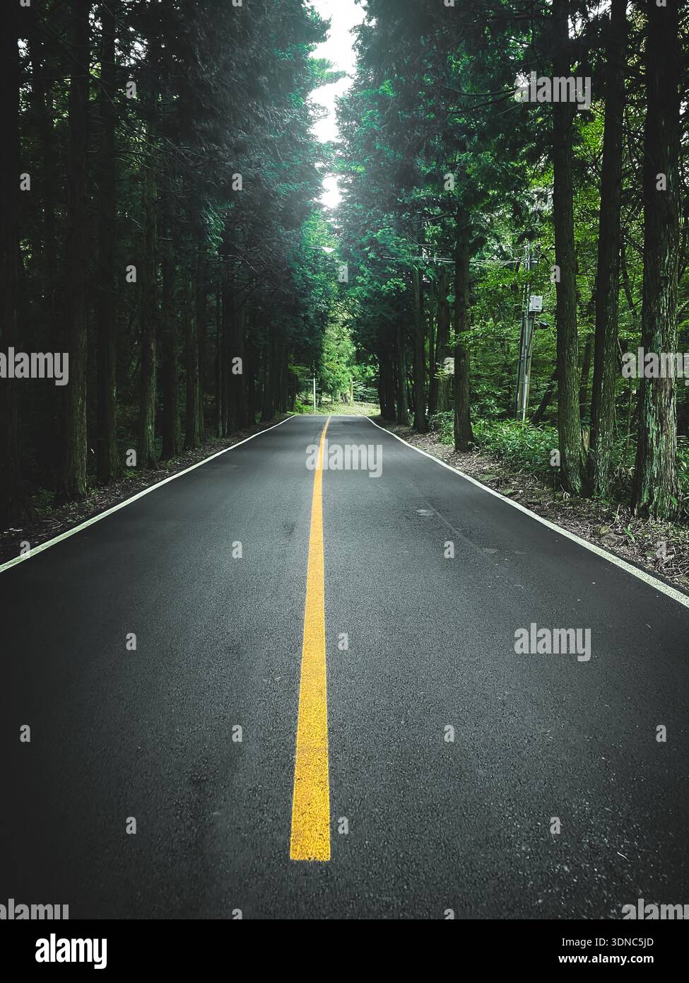 Straight asphalt road through dense green forest Stock Photo