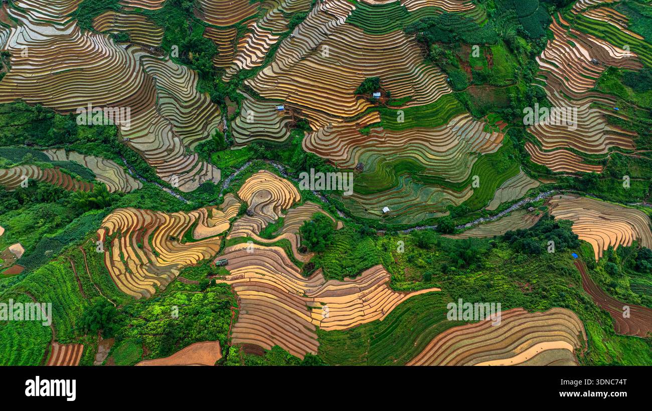 In Their Field Hmong farmers prepare their fields and plant rice on terraced fields in ...