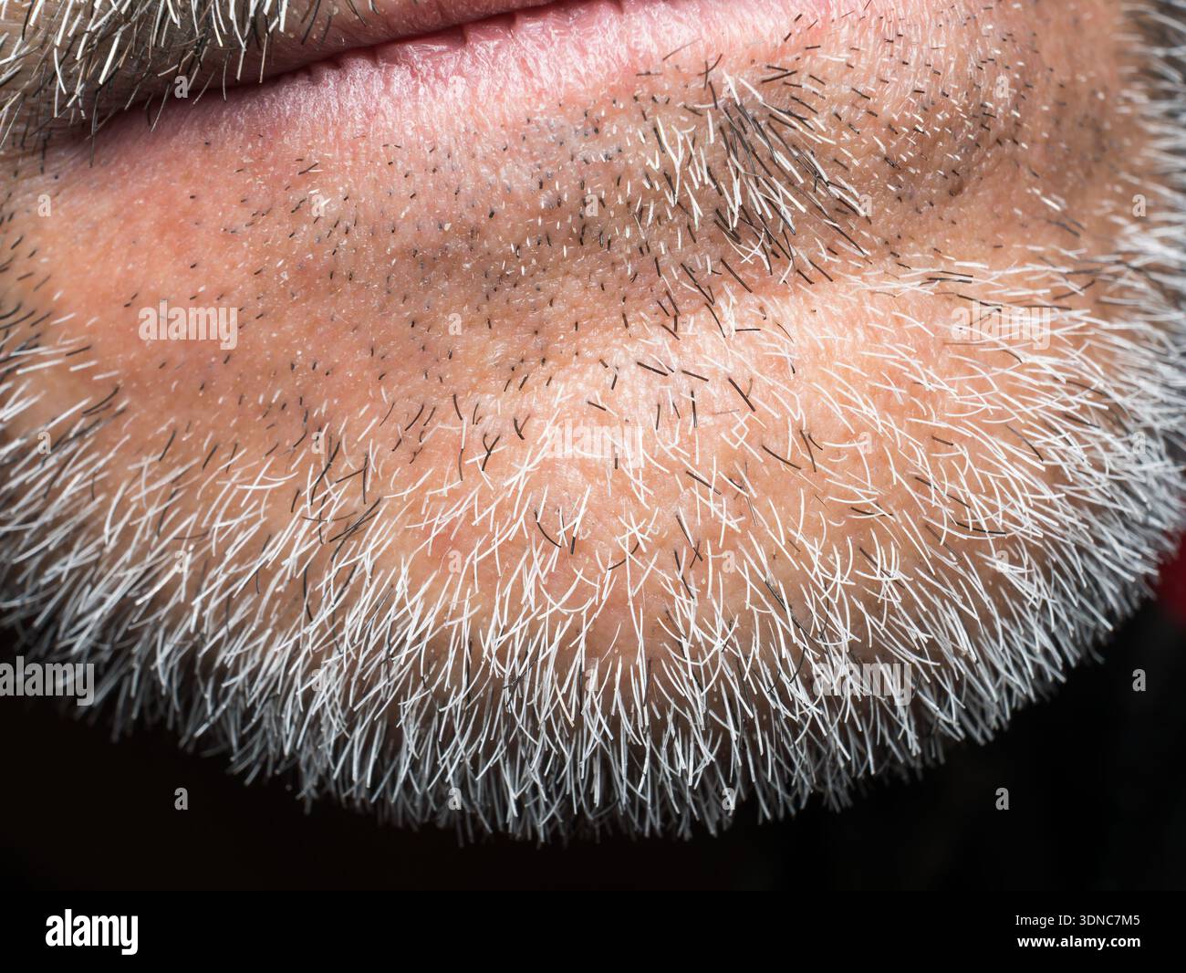 Chin Texture Detailed macro photograph of male chin with unshaven gray beard ...