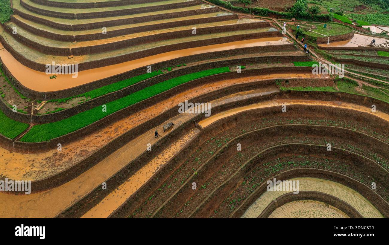 In Their Field Hmong farmers prepare their fields and plant rice on terraced fields in ...