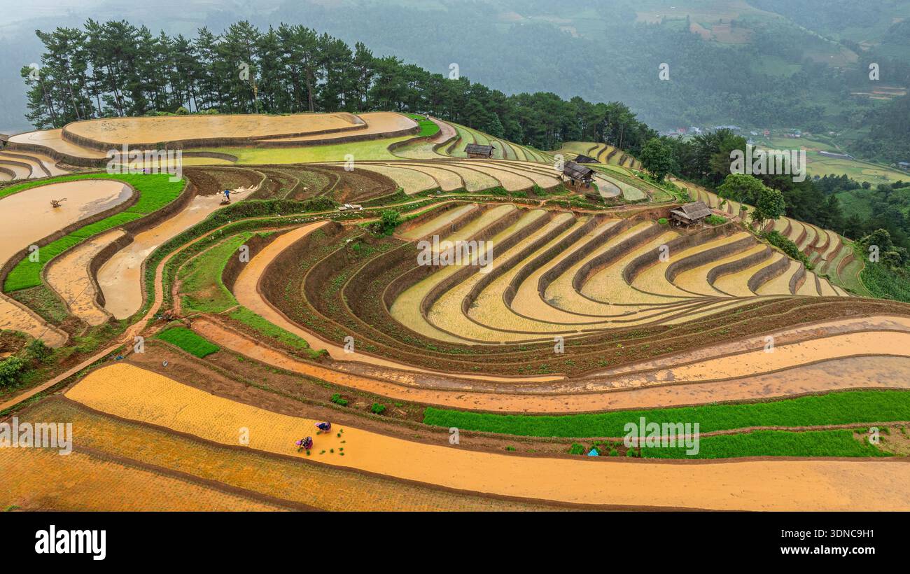 Hmong farmers prepare their fields and plant rice on terraced fields in ...