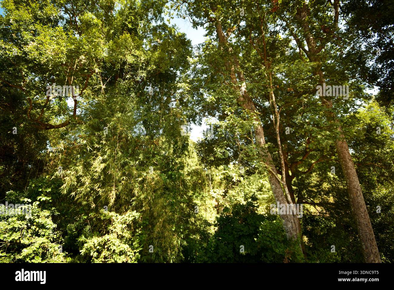 Diverse biodiversity hi-res stock photography and images - Alamy