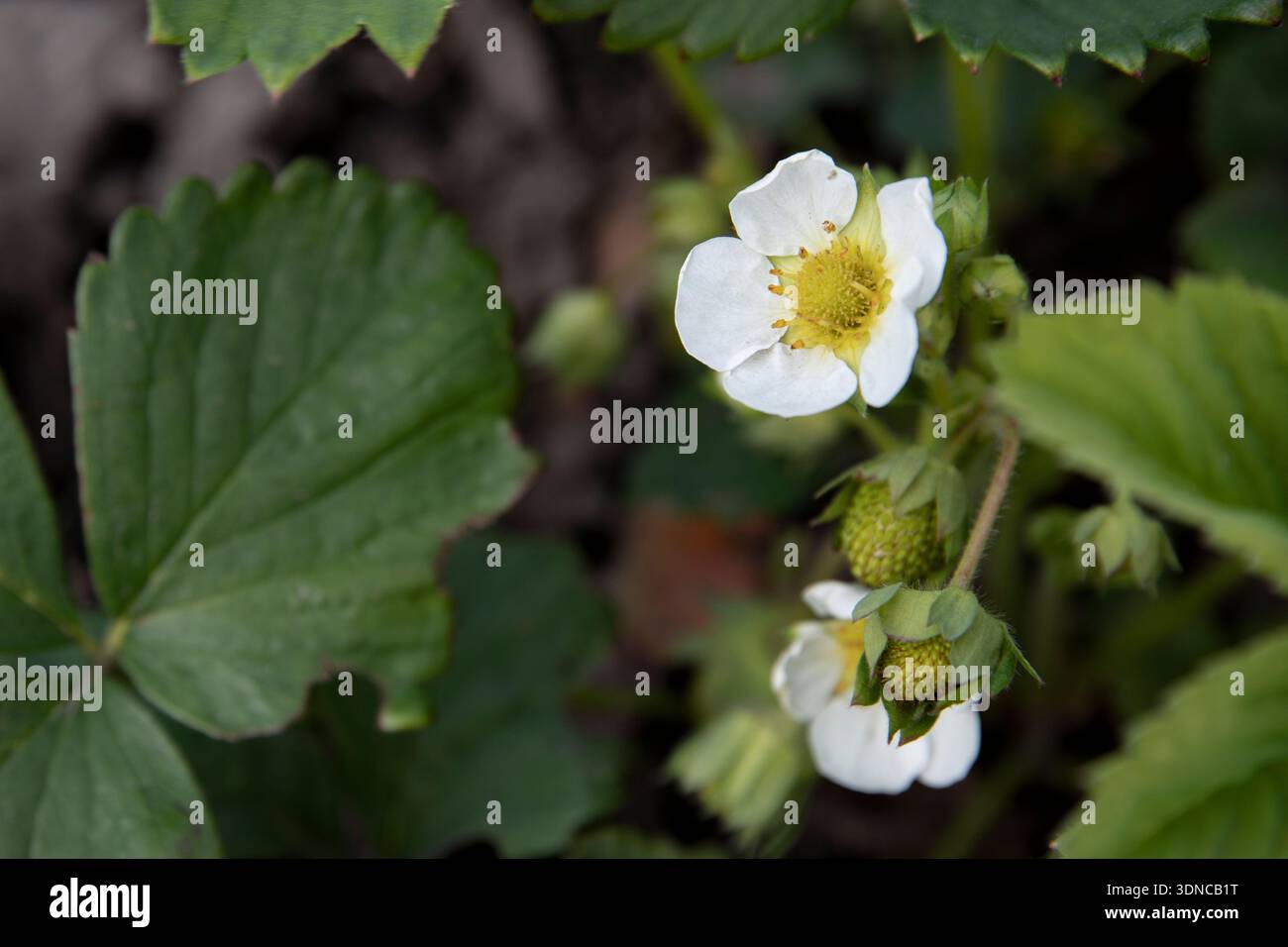 Strawberry plant with white flowers and green leaves growing in garden ...