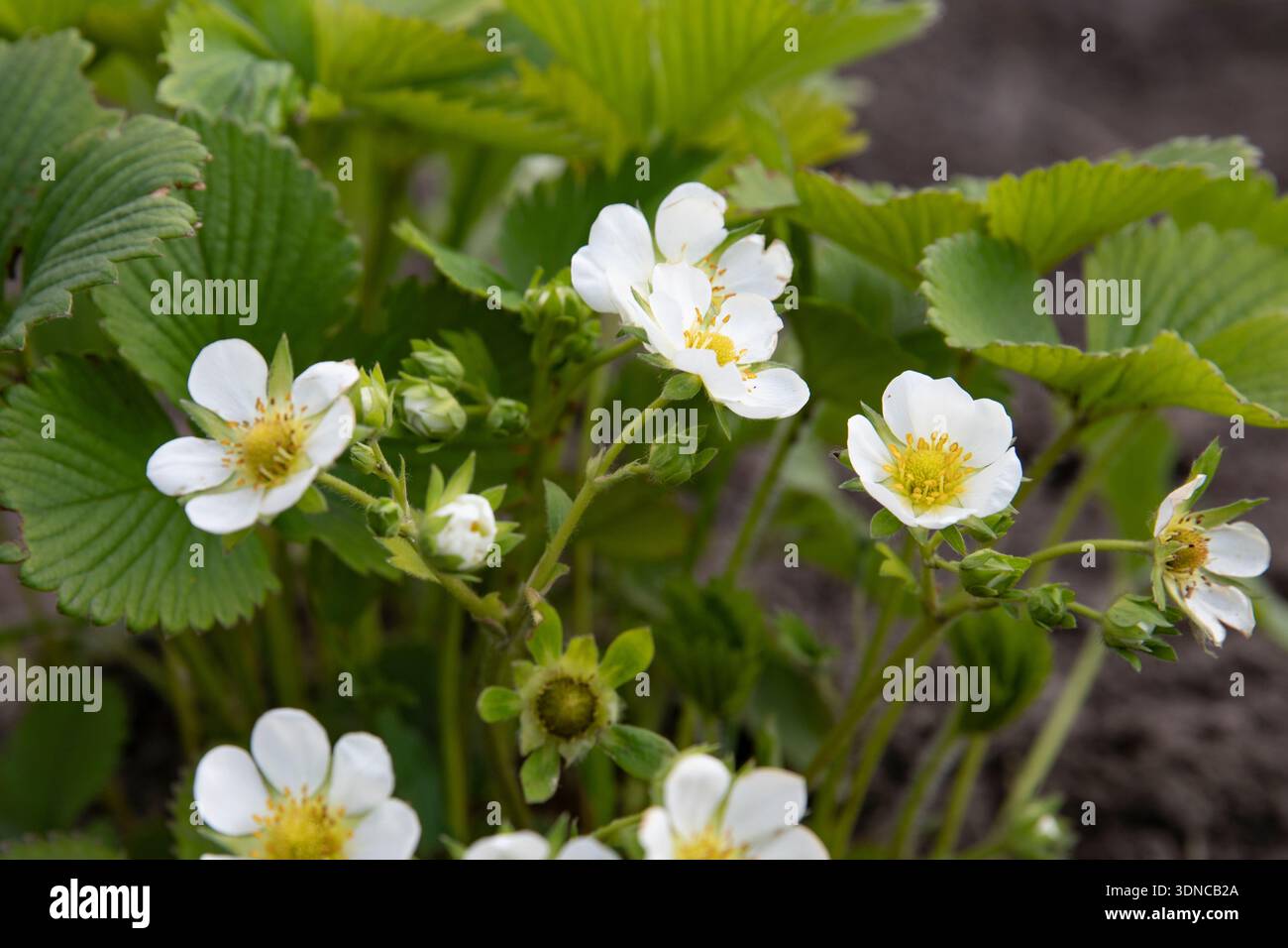 Strawberry plant with white flowers and green leaves growing in garden ...
