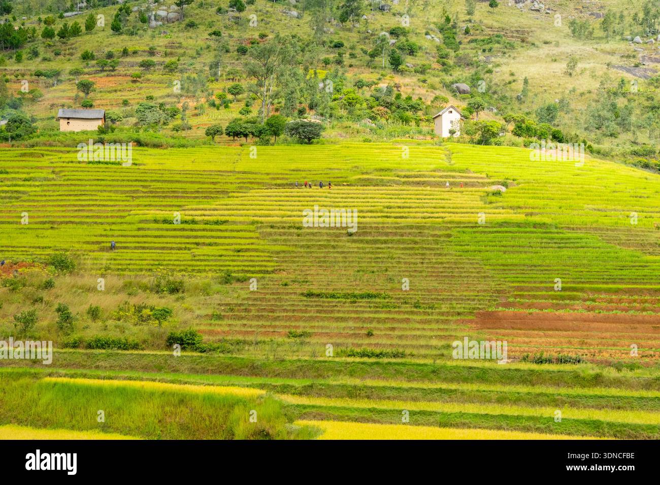 Madagascar, Amoron'i Mania region, National Road 7 or RN7, near Ambositra, rice fields Stock Photo