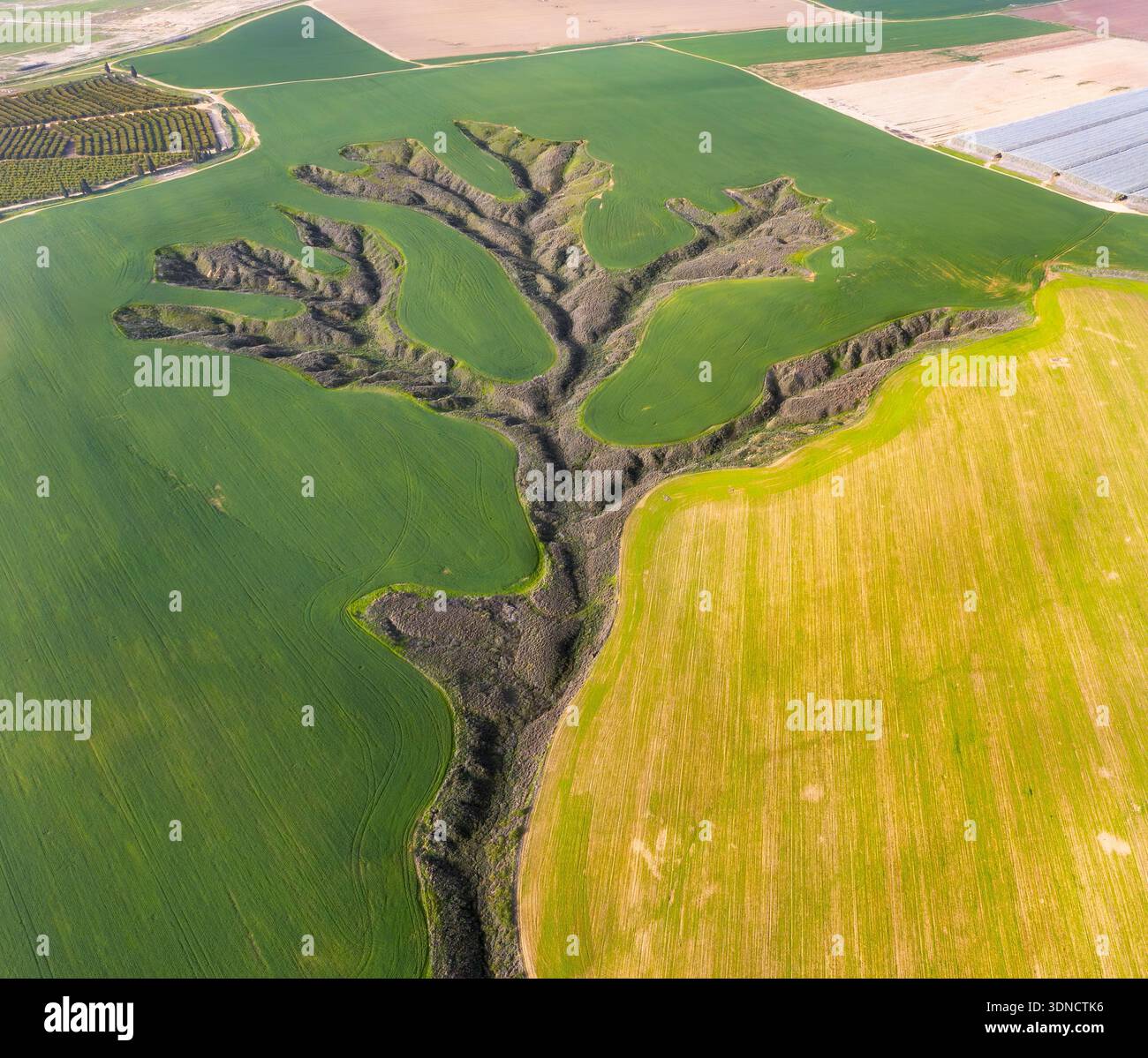 Aerial view of a striking contrast where arid, tree-like ravine carves ...