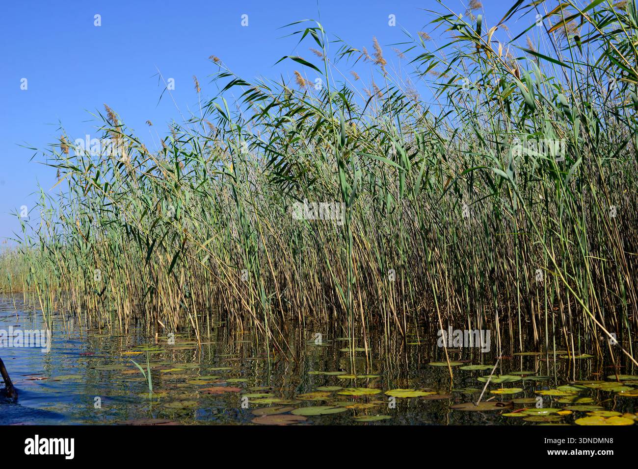 Okavango Delta, UNESCO World Heritage. Common reeds. Maun, Kalahari ...