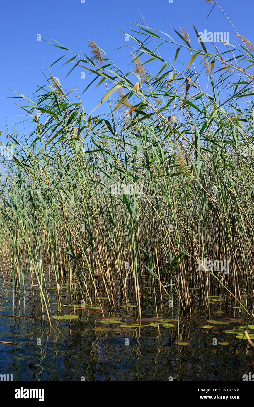 Okavango Delta, UNESCO World Heritage. Common reeds. Maun, Kalahari ...