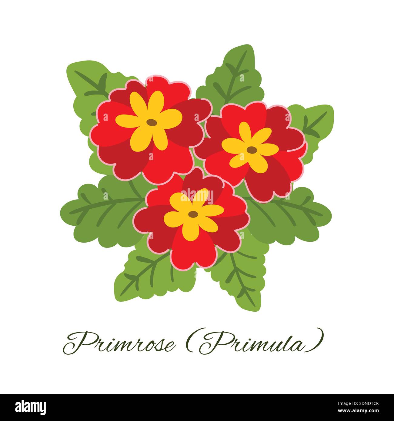 Primrose bouquet Stock Vector Images - Alamy