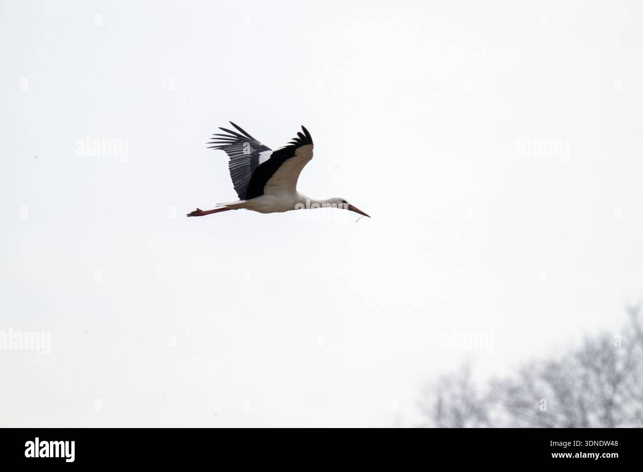 10 February 2026, Bavaria, Lahm: A stork flies over a tree with a twig ...