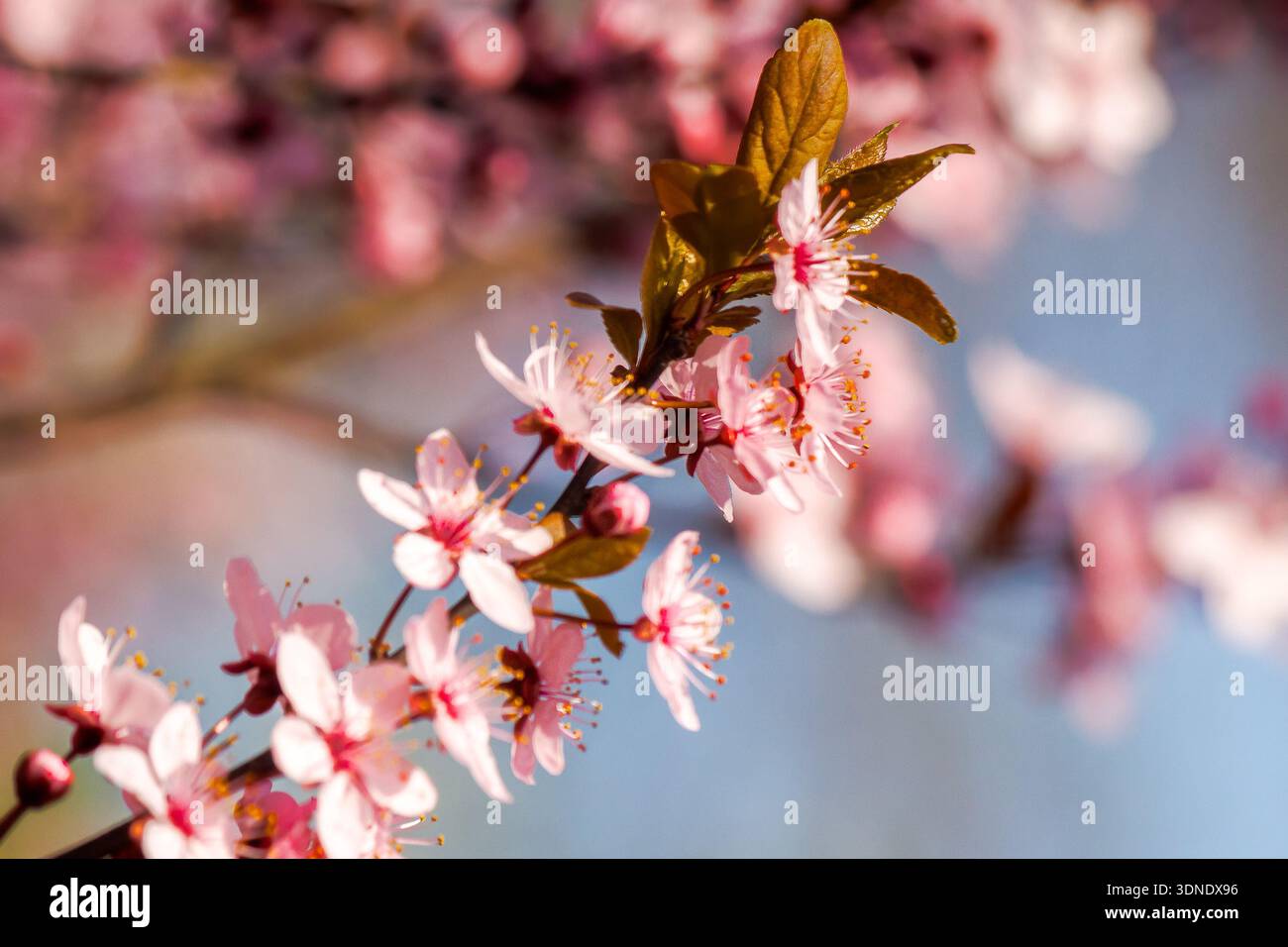 pink apple tree branch in blossom. rural fruit garden on spring sunny day. picturesque freshness in peaceful vegetation photography Stock Photo