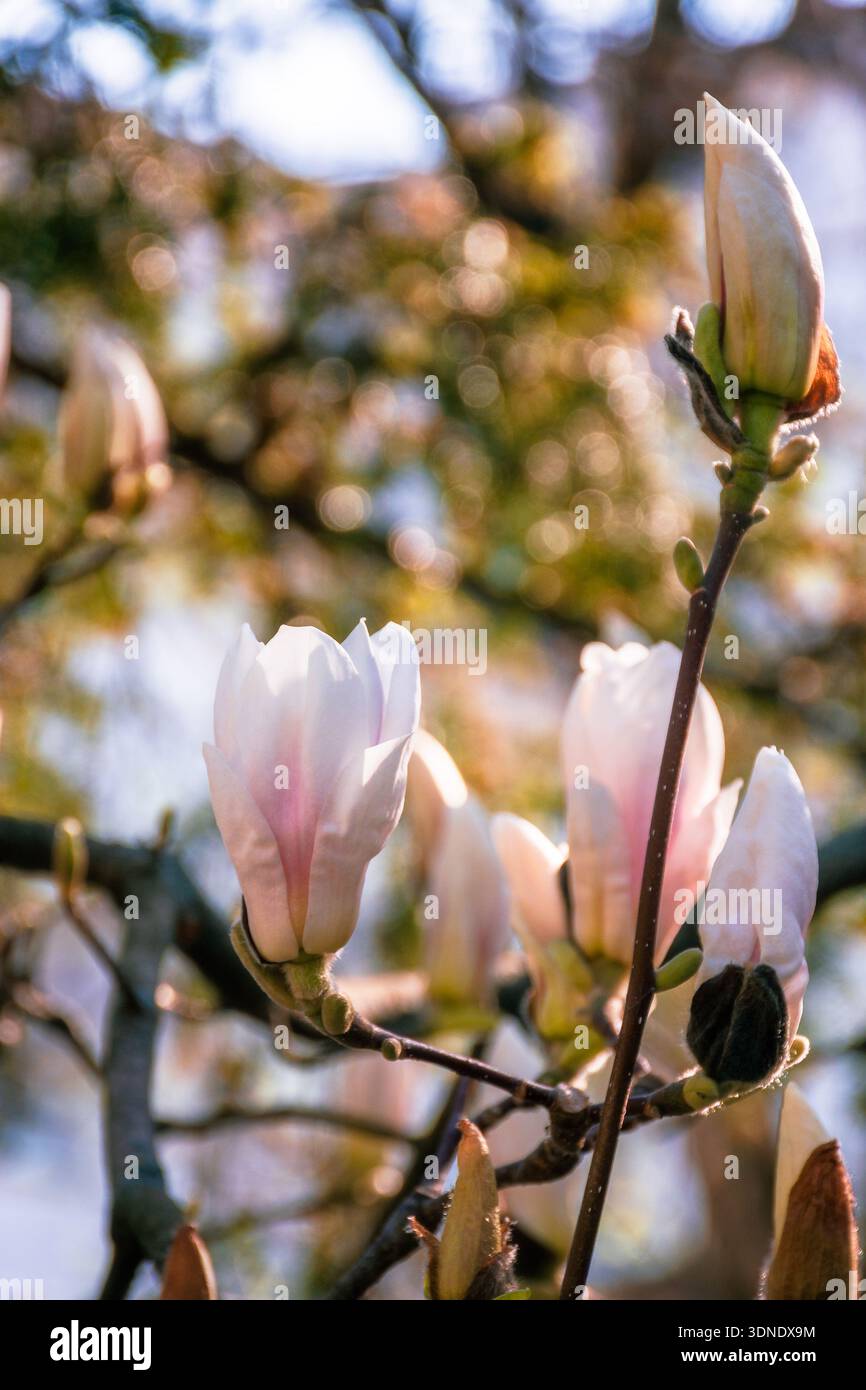 magnolia tree blooming in morning light. tender pink flower in spring urban park. nature background for cheerful ukraine easter in pastel tone freshne Stock Photo