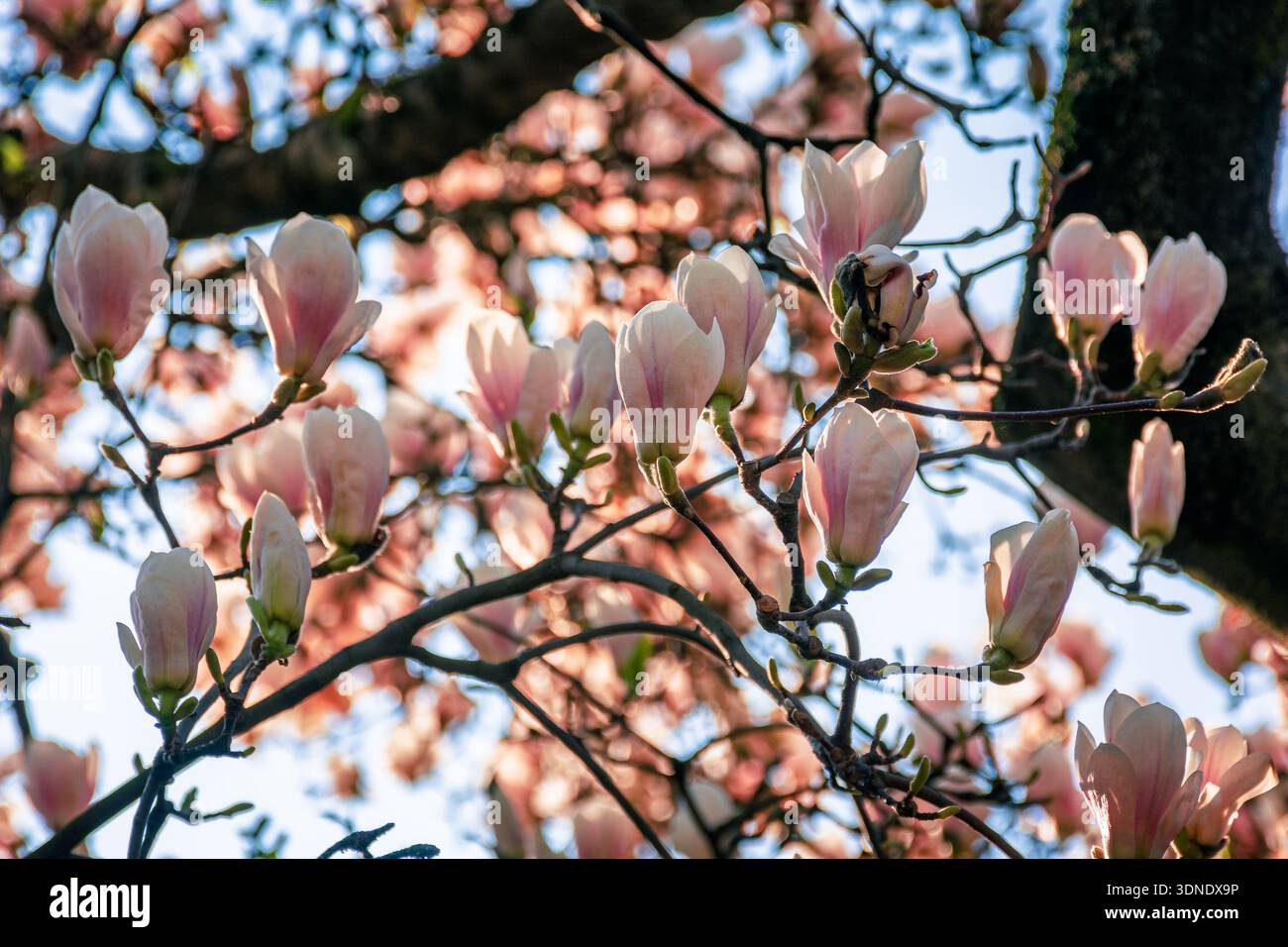 magnolia tree blooming in morning light. tender pink flower in spring urban park. nature background for cheerful ukraine easter in pastel tone freshne Stock Photo