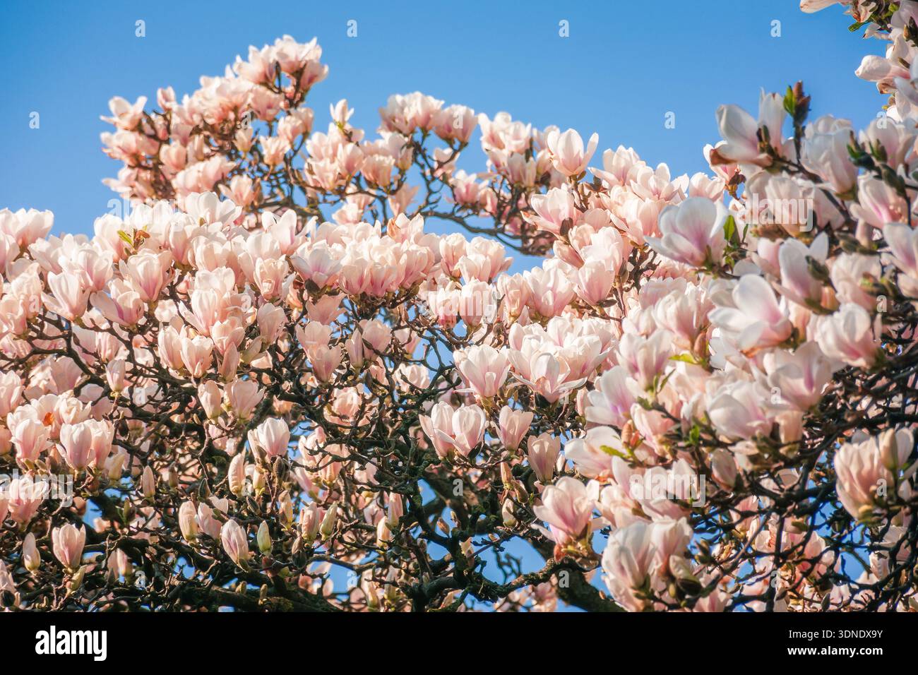 magnolia tree blooming in morning light. tender pink flower in spring urban park. nature background for cheerful ukraine easter in pastel tone freshne Stock Photo