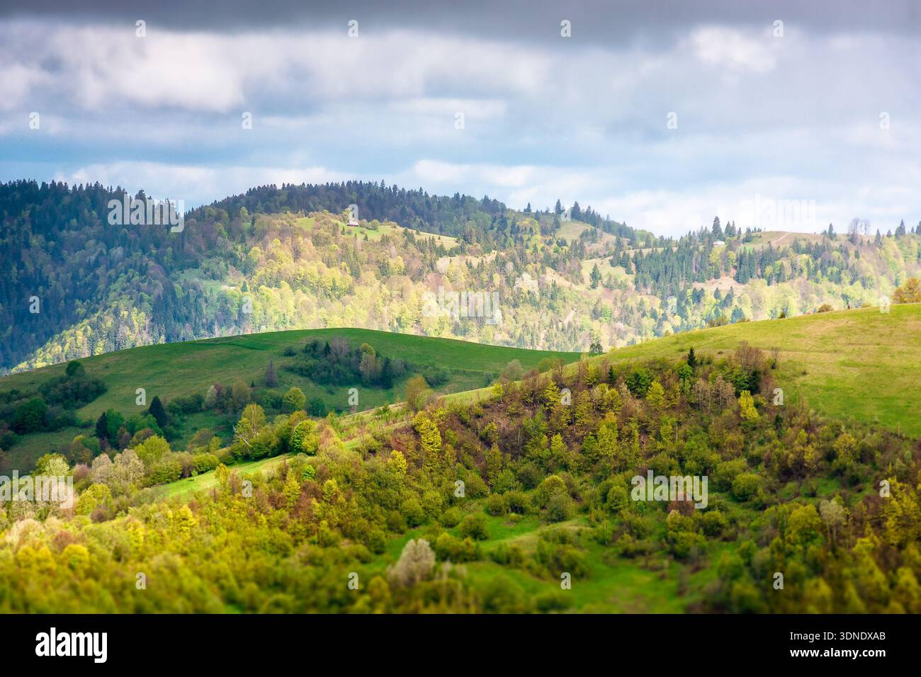 rural area in mountain landscape. deciduous forest on a steep green hill. carpathians during spring. alpine countryside scenery in dappled light. remo Stock Photo
