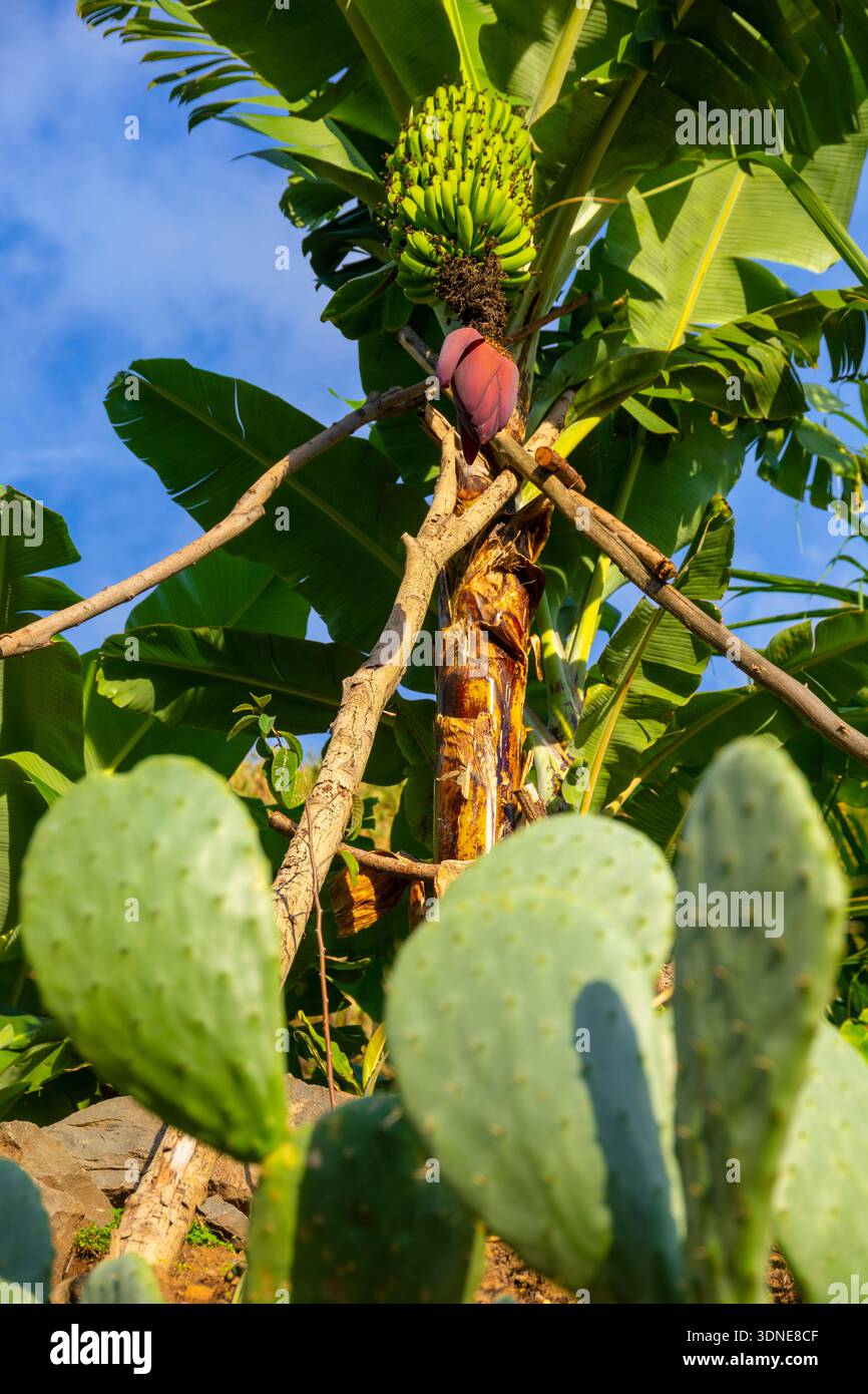 Banana cactus hi-res stock photography and images - Alamy
