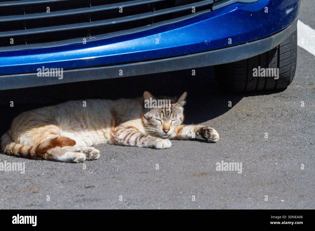 Cat, sleeping under a car, Stock Photo