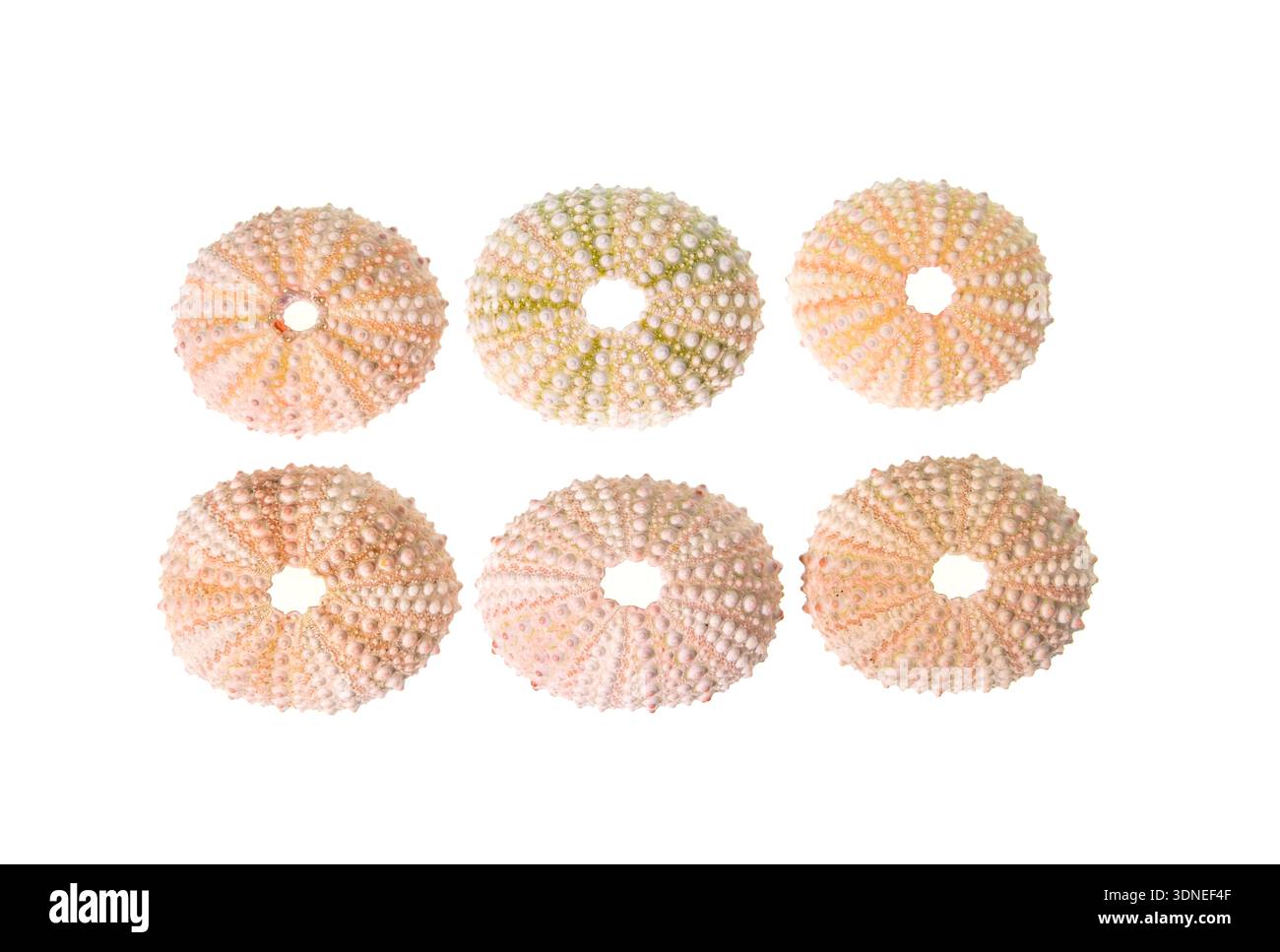 collection sea urchins shell isolated on white background Stock Photo