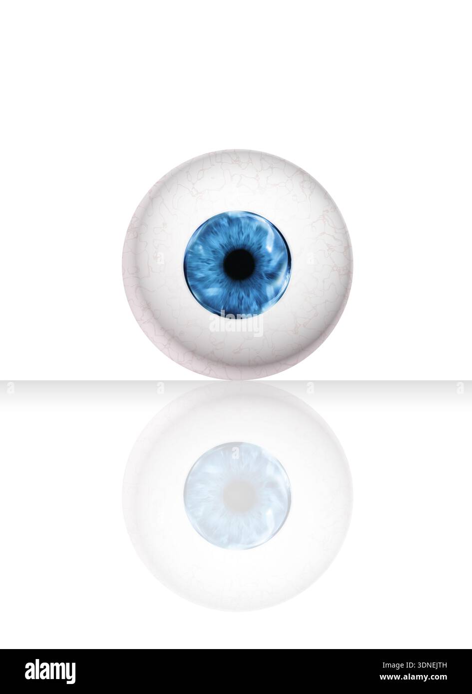 Eyeball anatomy hi-res stock photography and images - Alamy