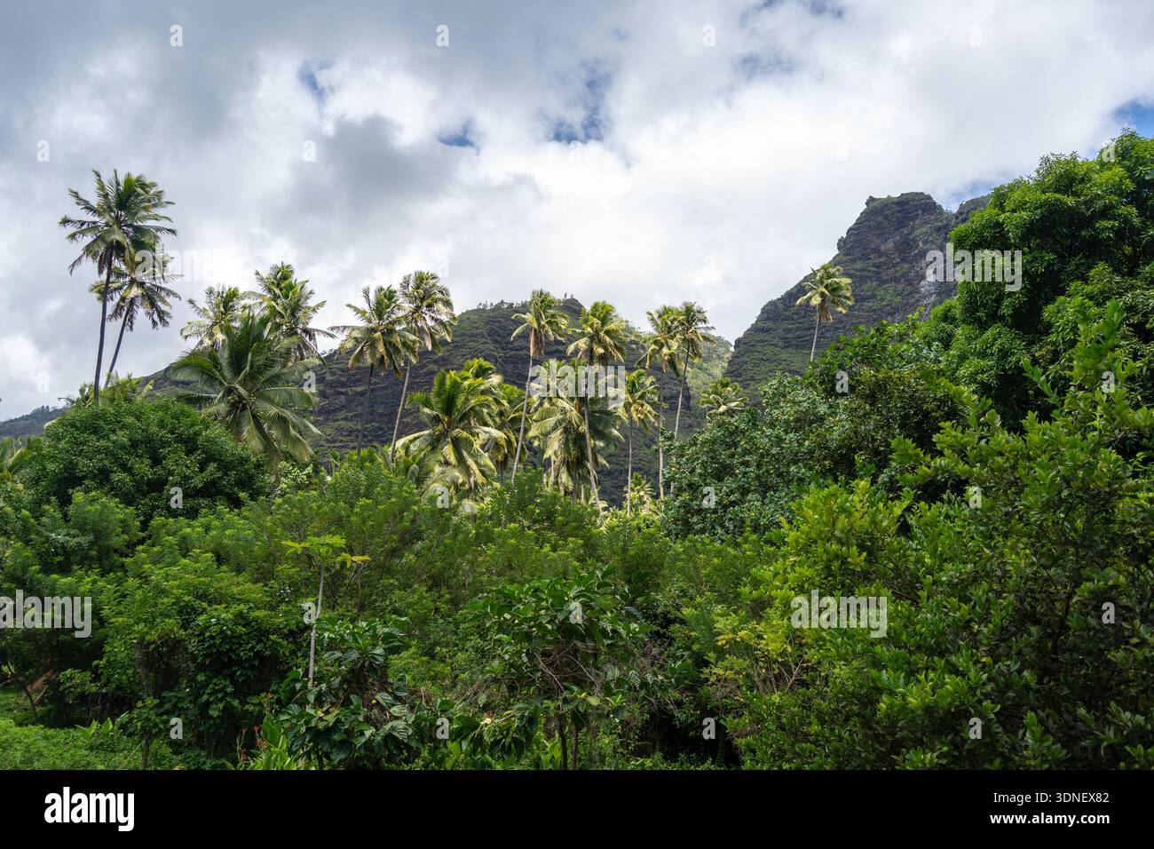 The lush tropical forest of Hiva Oa, Marquesas Islands, French ...