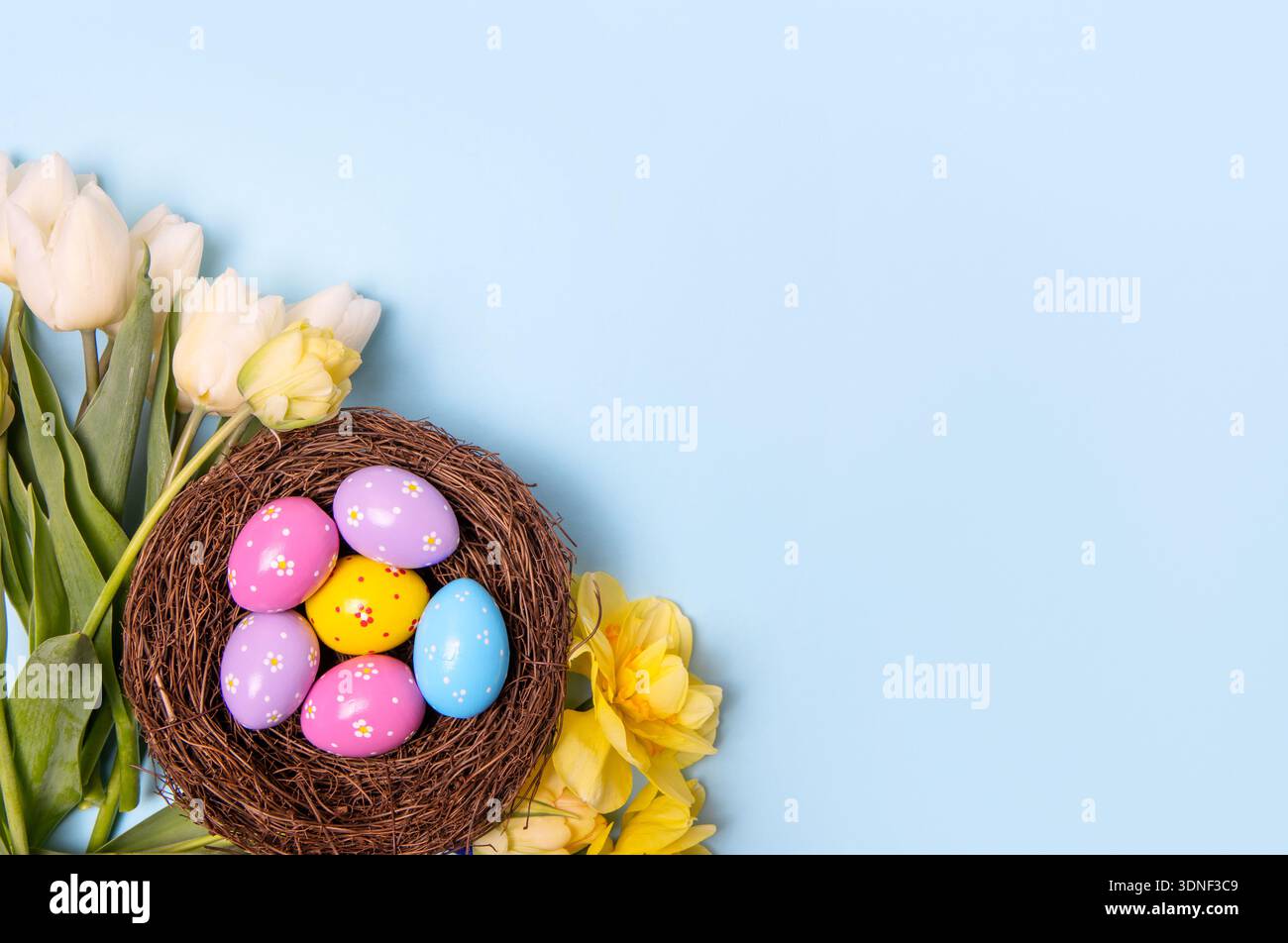 Easter colored painted eggs in bird nest with white tulips on blue ...