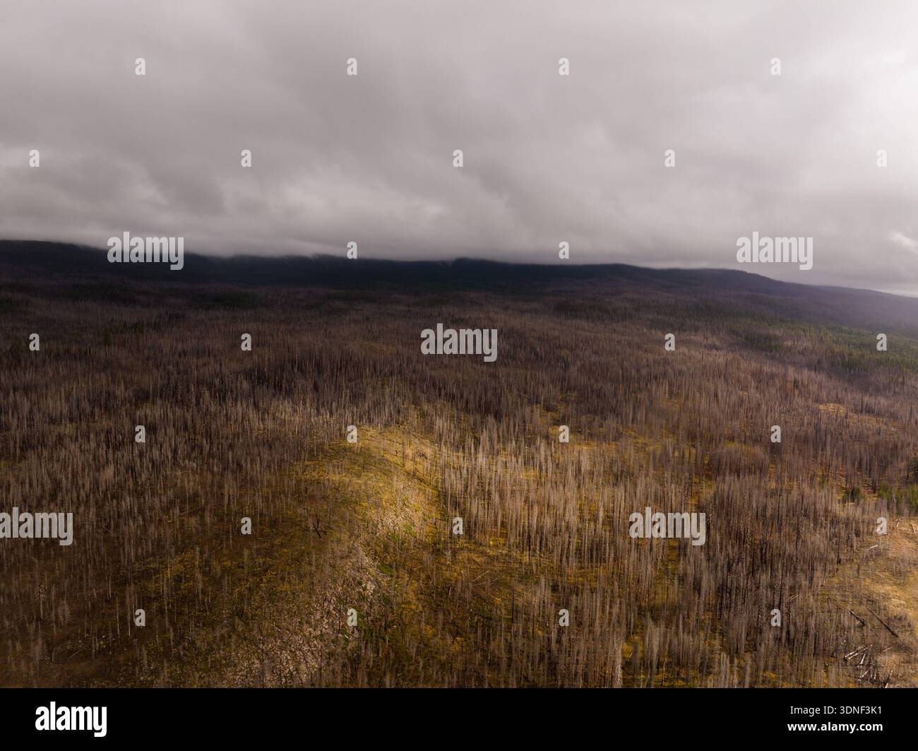 Aerial view of a barren landscape with skeletal trees reaching towards ...