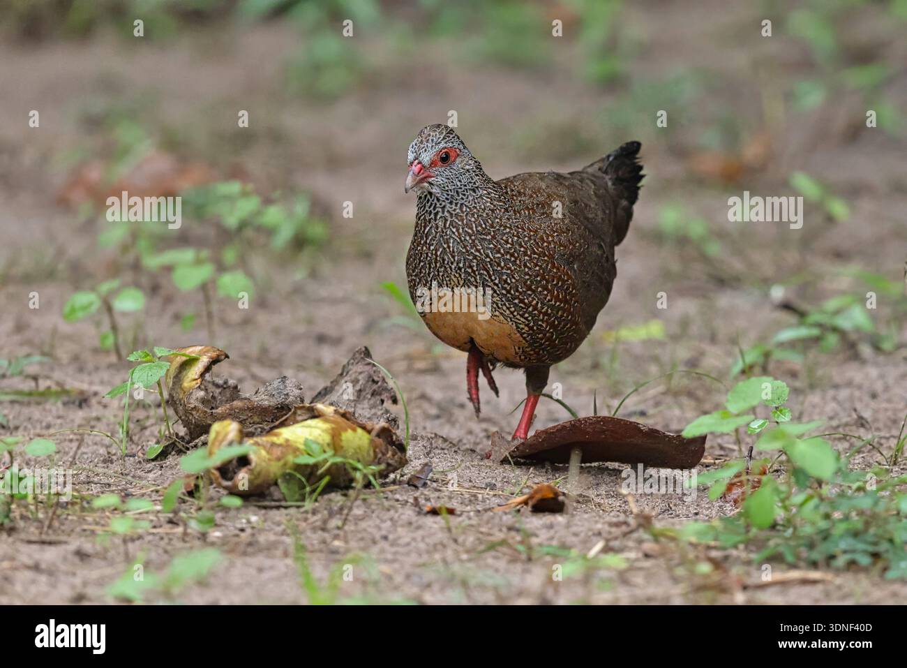 Stone Partridge, Brufut woods, Gambia, September 2025 Stock Photo