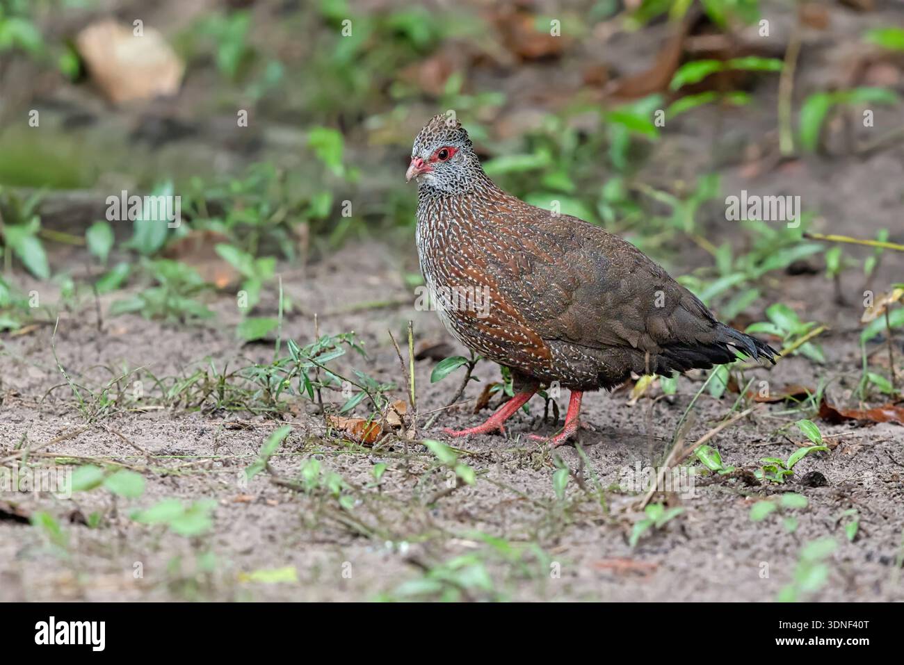Stone Partridge, Brufut woods, Gambia, September 2025 Stock Photo