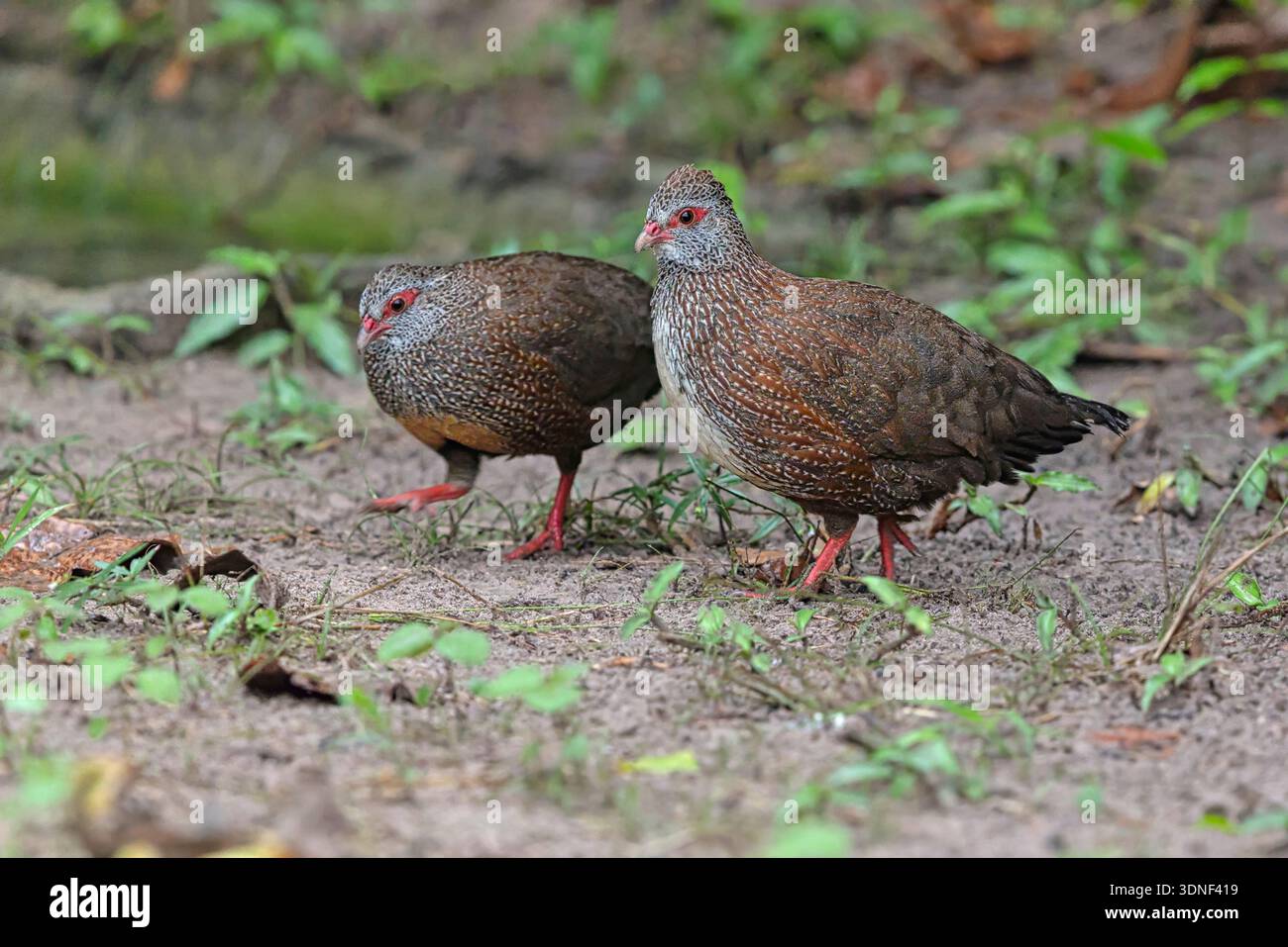 Stone Partridge, Brufut woods, Gambia, September 2025 Stock Photo