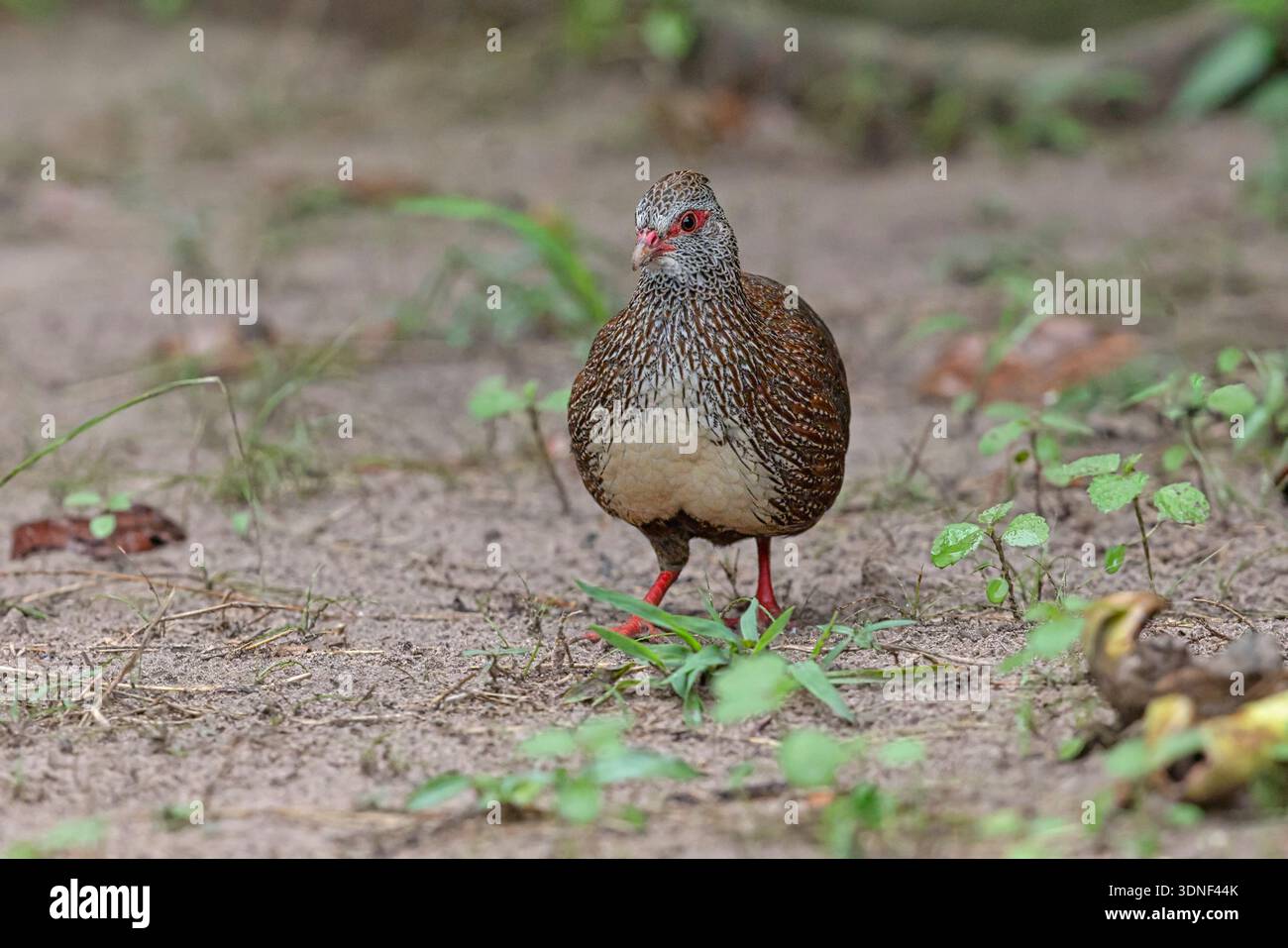 Stone Partridge, Brufut woods, Gambia, September 2025 Stock Photo