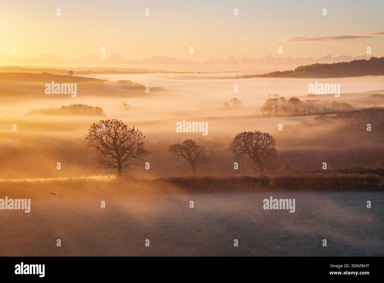 Crows perched in wintry trees at dawn on a misty morning in the countryside, Dunsford, Devon, England.  Winter (December) 2025. Stock Photo