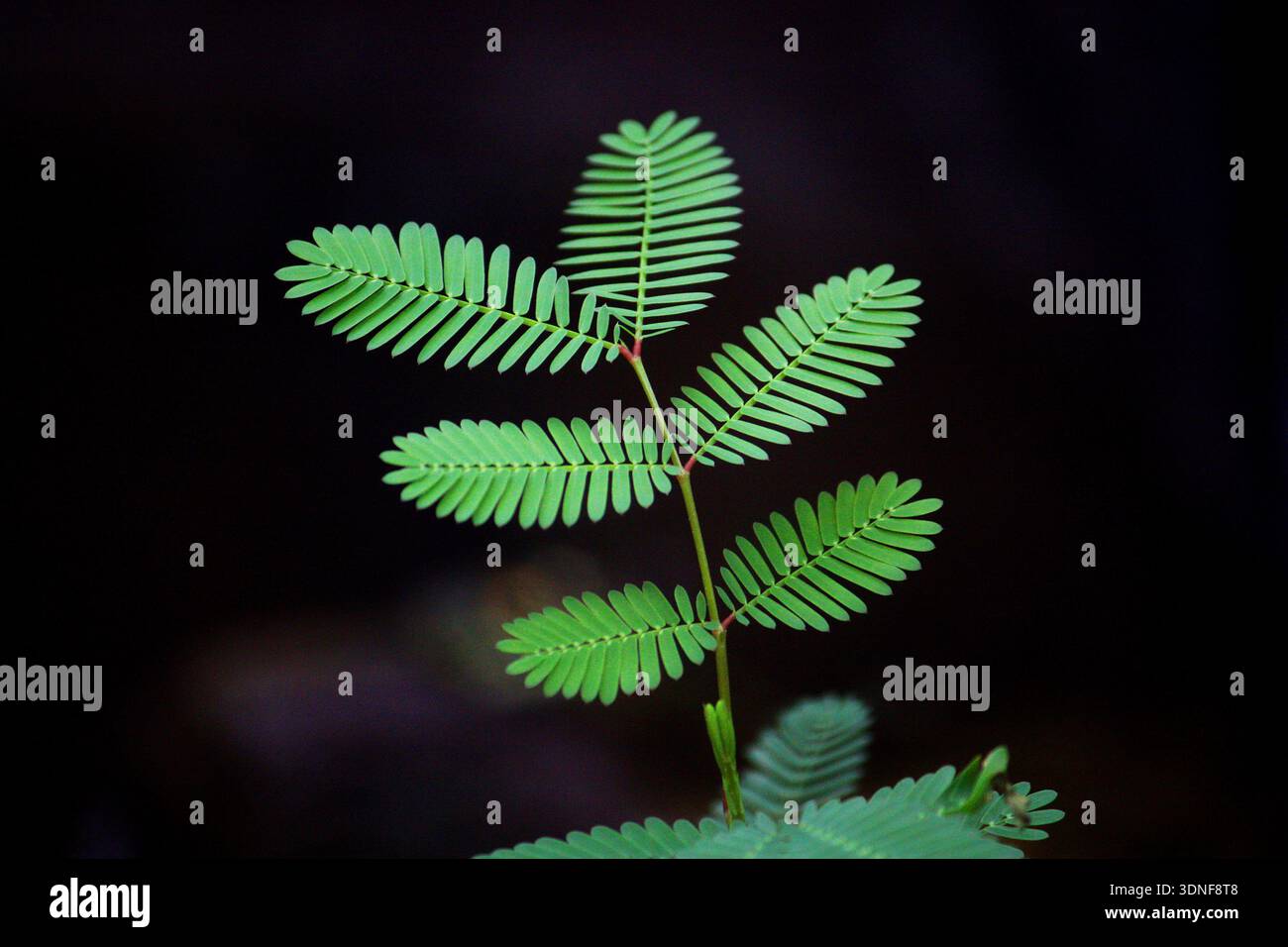 Delicate green mimosa leaves on dark background Stock Photo