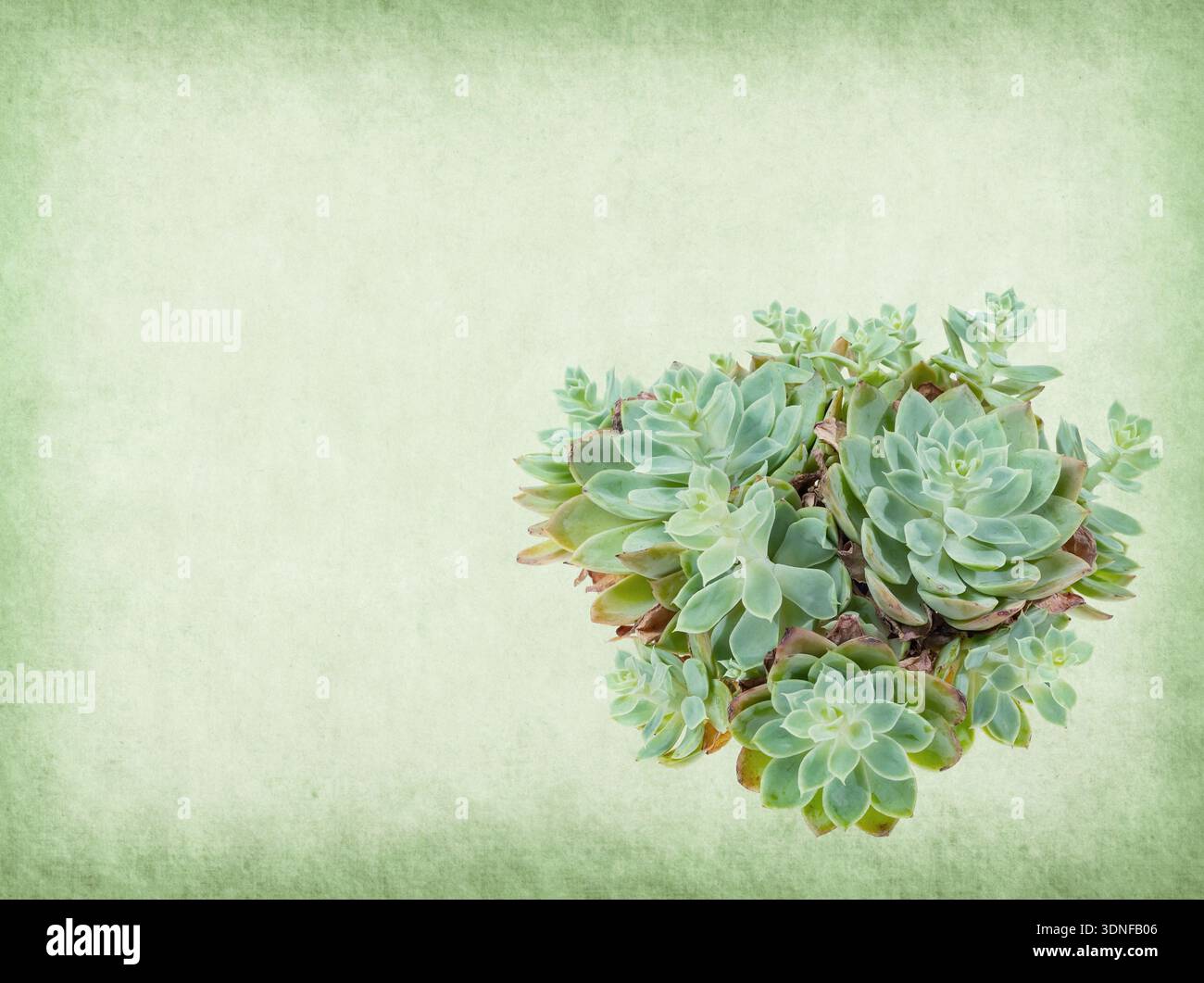 textured old paper background with succulents Stock Photo