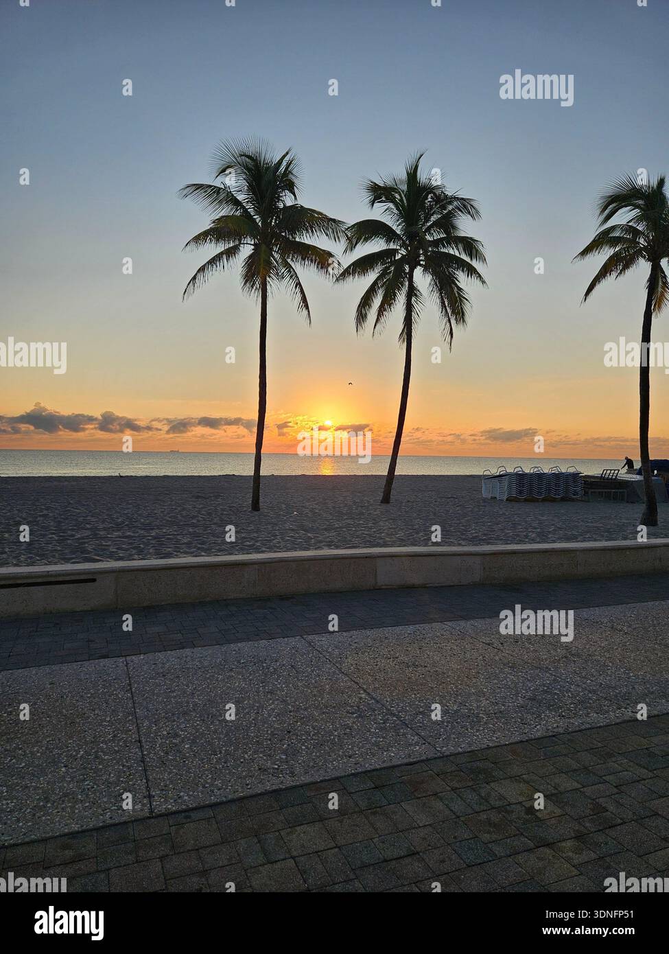 EDITORIAL USE ONLY- HOLLYWOOD BEACH FLORIDA: Sunrise over the Atlantic Ocean viewed from the Hollywood Beach Broadwalk. The scene features the silhouettes of three palm trees against an orange and yellow horizon, with stacks of beach lounge chairs prepared for the day's tourists. The Broadwalk is a 2.5-mile long pedestrian promenade that is a central hub for tourism and recreation in Broward County. - Smartphone Captured Stock Image