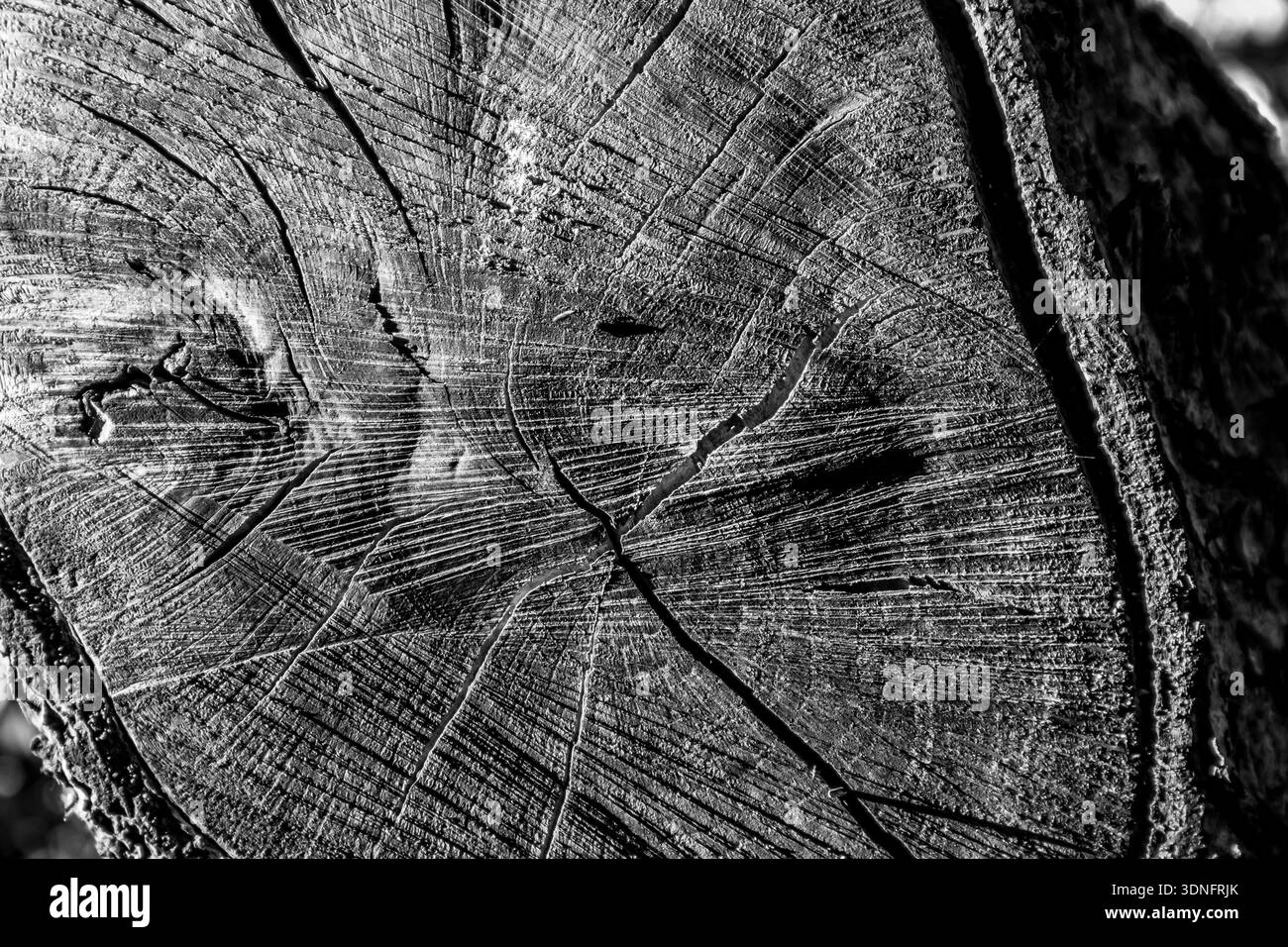 Black and white close up of the cross section of a cut tree trunk ...