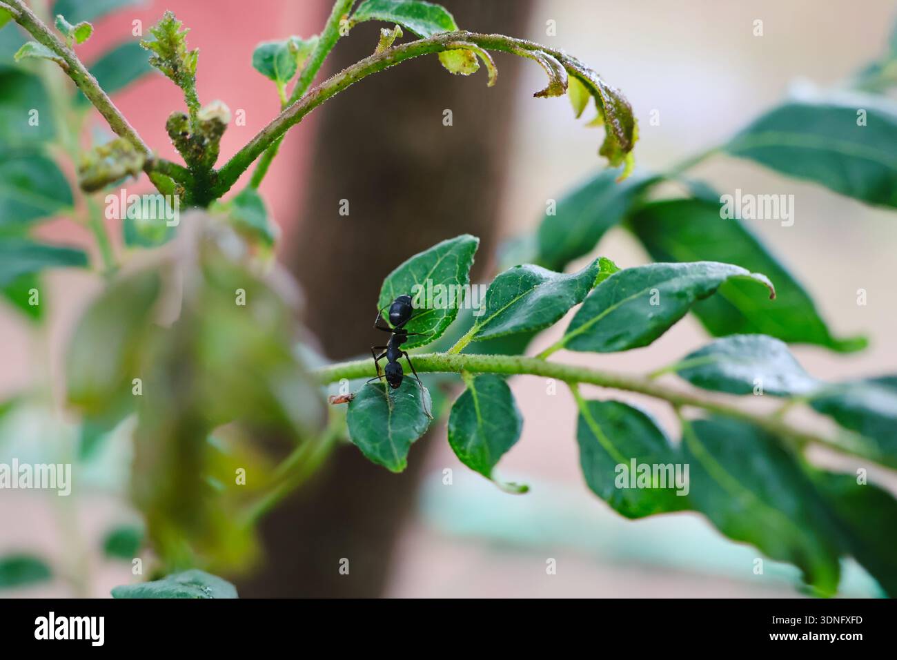An ant walking on leaves Stock Photo