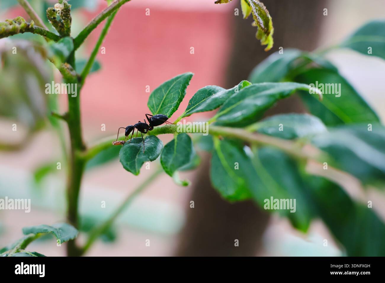 An ant walking on green leaves. Stock Photo