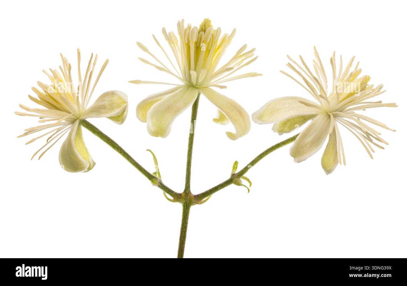 Old-man's-beard flowers isolated on white background Stock Photo