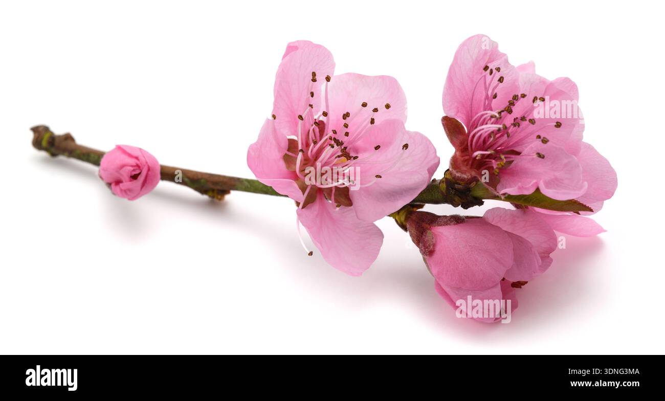 Peach flowers isolated on white background Stock Photo