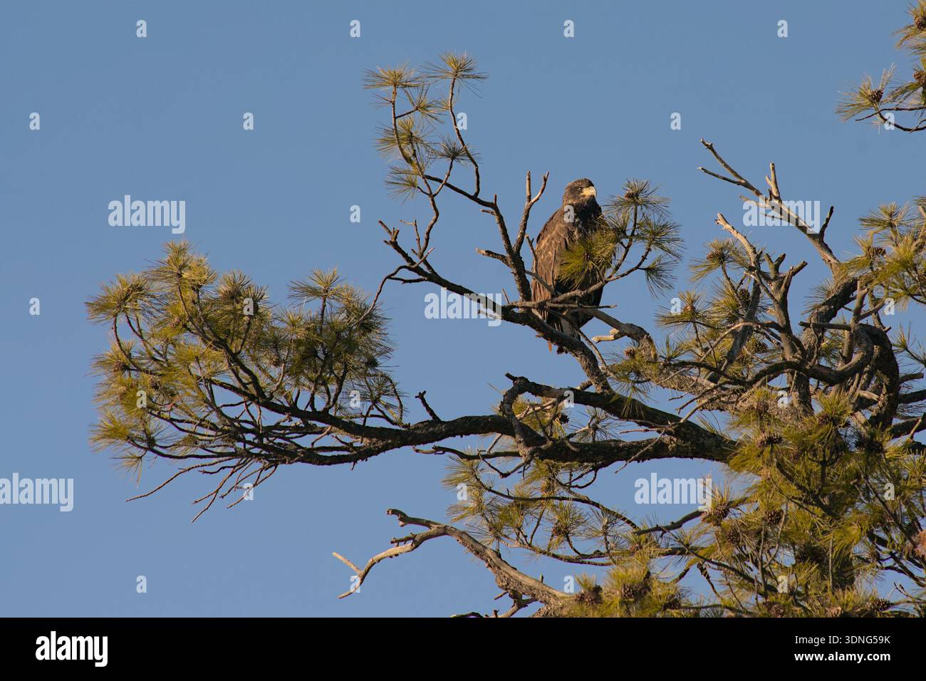 Immature Bald Eagle perched on top of pine tree Stock Photo