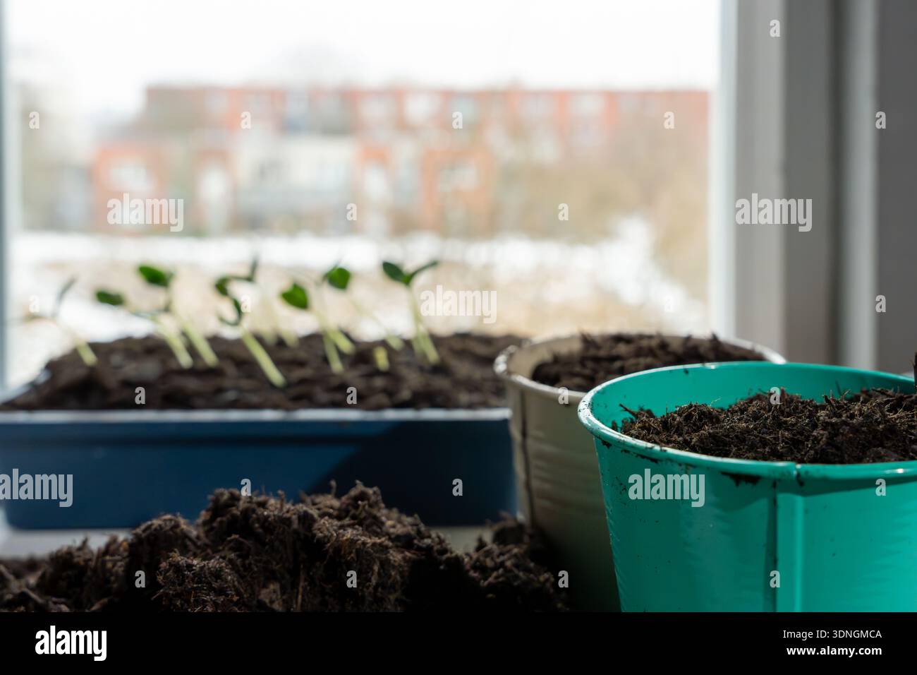 Gardening scene with soil-filled pots and seedlings near a window. Soft ...