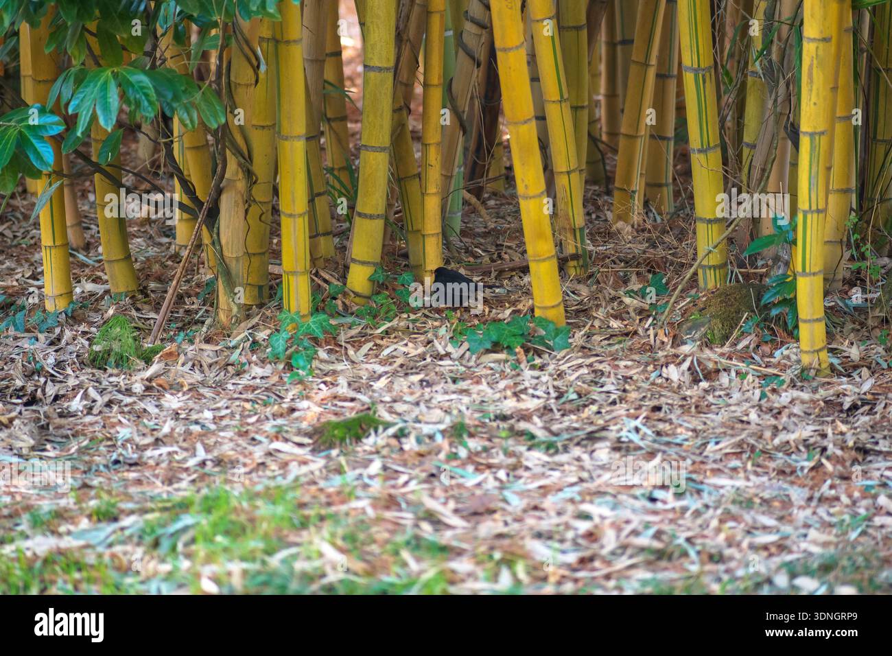 Blackbird in the bamboo forest Stock Photo