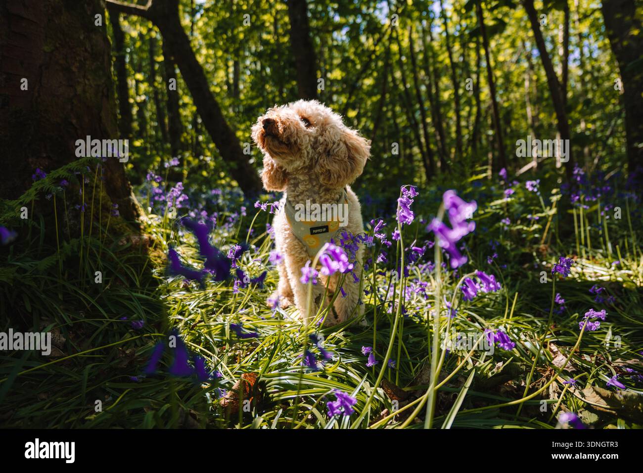 Cockapoo in bluebells Stock Photo