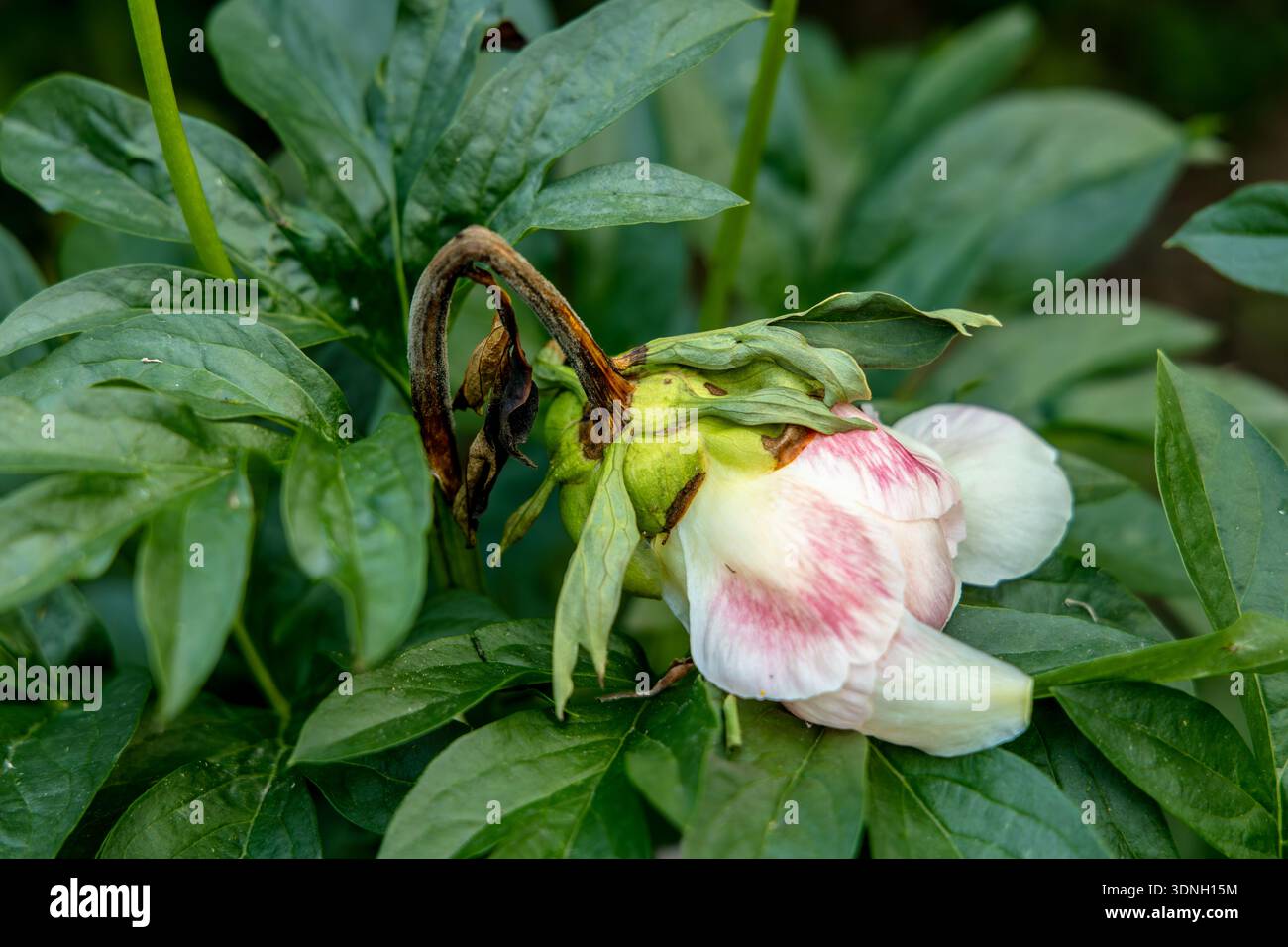 The gray rot on a peony bud Stock Photo