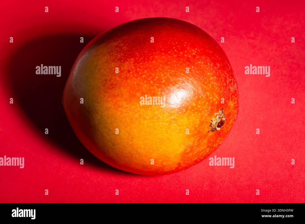 one mango on red background Stock Photo