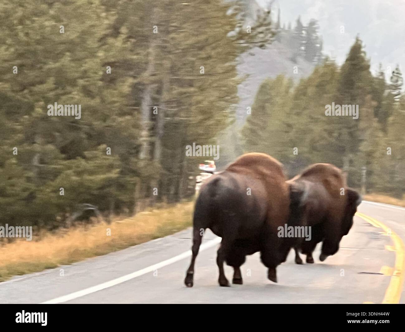 Two bison walk along a quiet forest road, moving through misty wilderness as a distant car approaches, capturing a rare moment of wildlife and human c - Smartphone Captured Stock Image