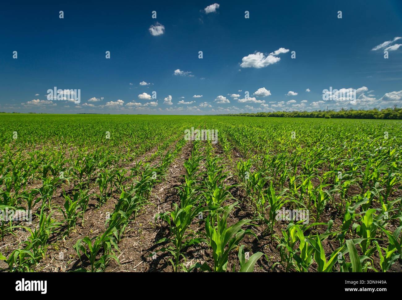 Rows of young corn shoots on a cornfield  Stock Photo