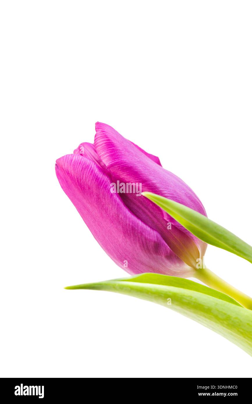 purple tulip isolated on white in studio Stock Photo