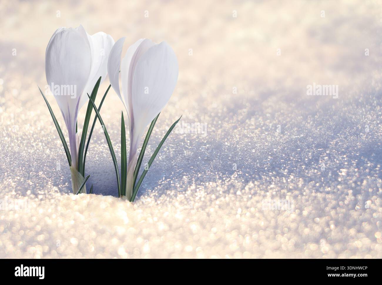 Beautiful flowering crocus plants growing through snow sparkling in sunlight Stock Photo